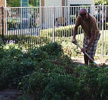 Community garden brings fresh produce, joy to many