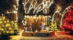 Last Christmas Grove for St. Benedict's Foundation