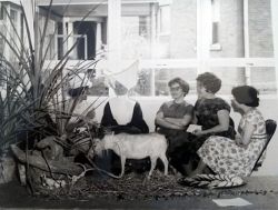 Las 'Daughters of Charity' celebran su 100 aniversario en Utah 