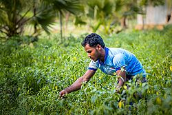 Plato de Arroz de CRS: Viaja con nosotros - Historias de esperanza
