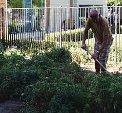 Community garden brings fresh produce, joy to many
