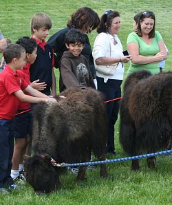 Cows help raise cash for Saint Vincent fundraiser