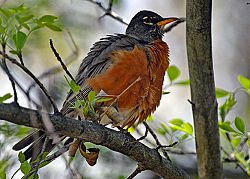 Is It the Bird, or the Photograph?