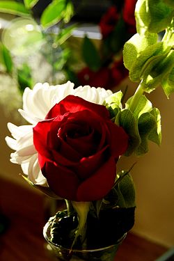 Prayer for Pope Francis